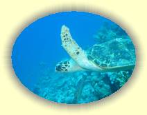 IMG_2007_05_25 18_21_38 * 2272 x 1704 * (368KB)
